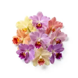 Laelia