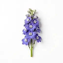Larkspur