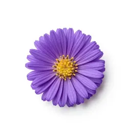 Late purple aster