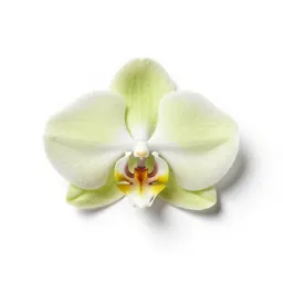 Lesser butterfly orchid