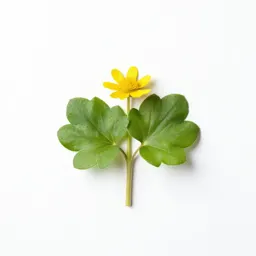 Lesser celandine