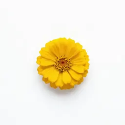 Little golden zinnia