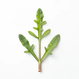 Longheaded thimbleweed