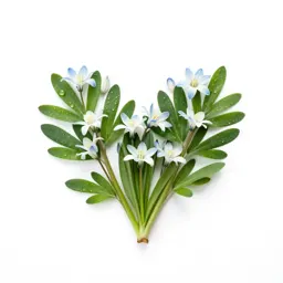 Love-in-a-mist