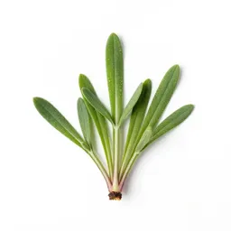 Lychnis
