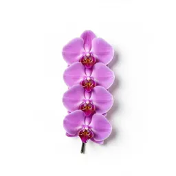 Male orchis