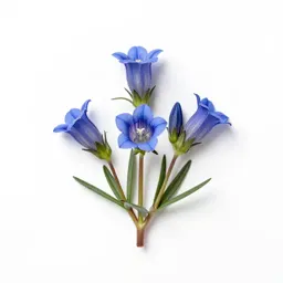 Marsh gentian