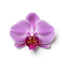Masdevallia