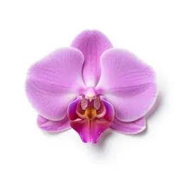 Moccasin flower