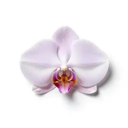 Moth orchid