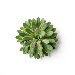 Mountain sandwort