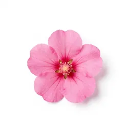 Mullein pink