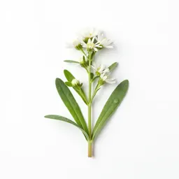 Narrow-leaved white-topped aster