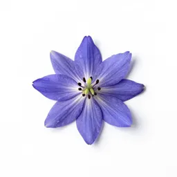 Nigella