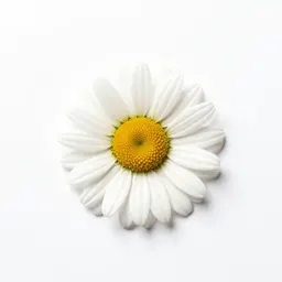 Painted daisy