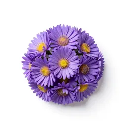Panicled aster