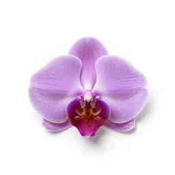 Pansy orchid