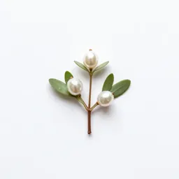 Pearly everlasting