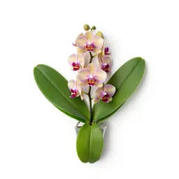 Phaius