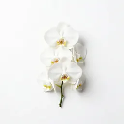 Phantom orchid