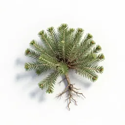 Pine-barren sandwort