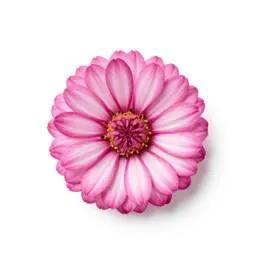 Pink-and-white everlasting