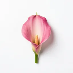Pink calla