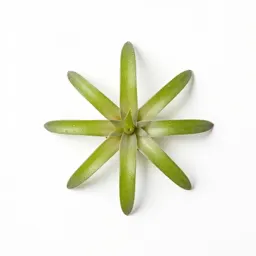 Pleurothallis