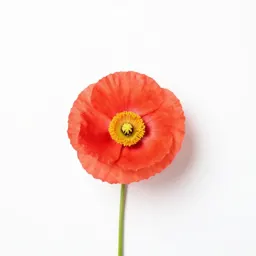 Plume poppy