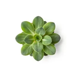 Pogonia