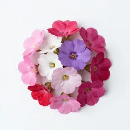 Portulaca