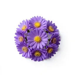 Prairie aster