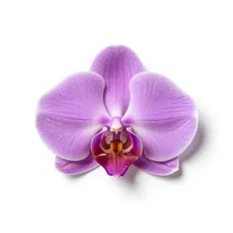 Prairie orchid