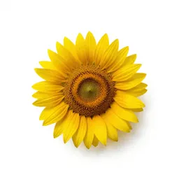 Prairie sunflower