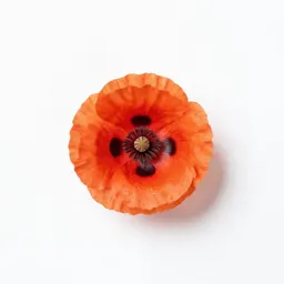 Prickly poppy