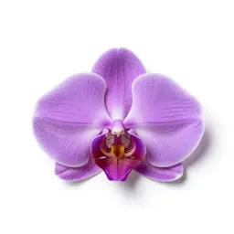 Purple-fringed orchid