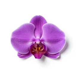 Purple fringeless orchid