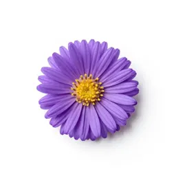 Purple-stemmed aster