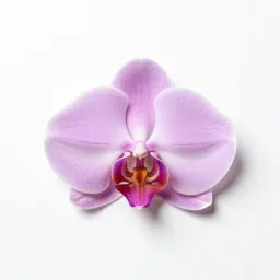 Ragged orchid