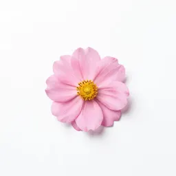 Ray flower