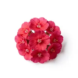 Red campion