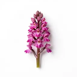Red helleborine
