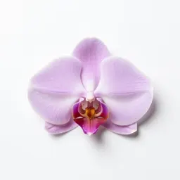 Rein orchid