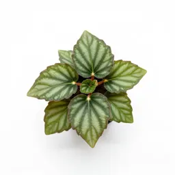 Rex begonia