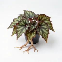 Rhizomatous begonia