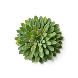 Rock sandwort