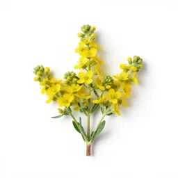 Rosinweed