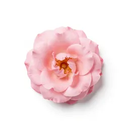 Rosita