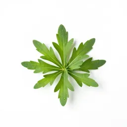 Rough-leaved aster
