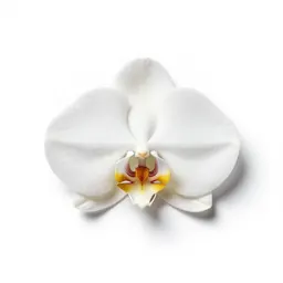 Round-leaved rein orchid